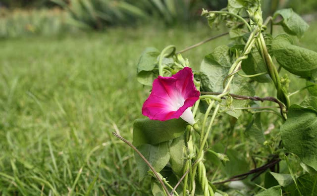 Morning Glory Flowers Pictures