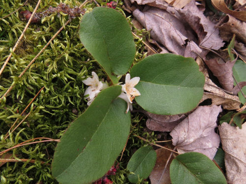 trailing arbutus