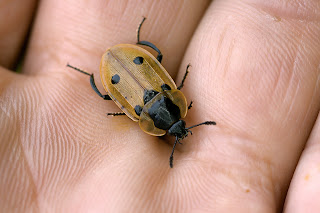 Para ampliar Dendroxena quadrimaculata (Scopoli, 1772) hacer clic