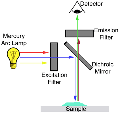 Principle of Fluorescence Microscope