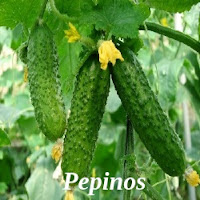 http://viverovirtualrd.blogspot.com/2018/02/pepino-blanco-diferencia-del-pepino.html