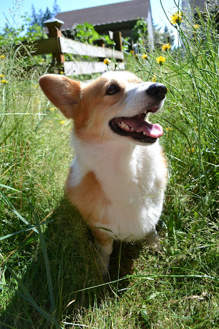 corgi, dog, nature, photography, fleur d'elise, lifestyle, farm life