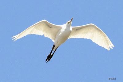 Intermediate Egret