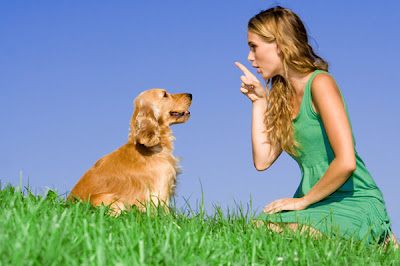 Best Dog Training Secrets