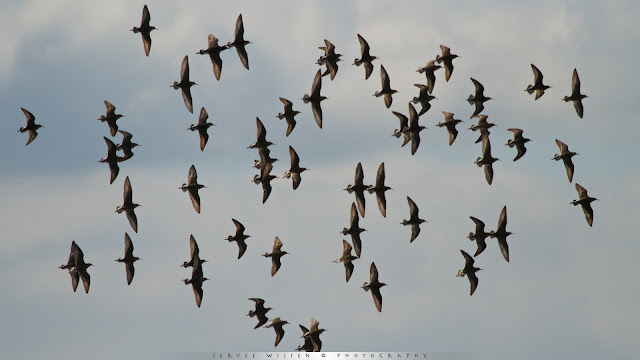 Kemphaan - Ruff - Philomachus pugnax