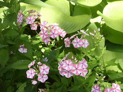 Garden Bloggers Bloom Day -July Superstars