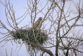 Amelia on her nest.