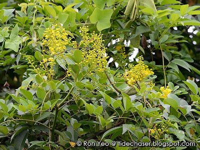 Caesalpinia crista