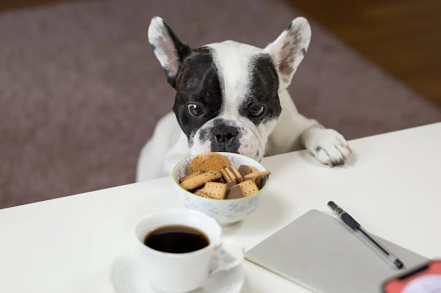 La comida para perros que se vende en Europa contiene bacterias resistentes a los antibióticos, incluidas las "superbacterias" encontradas en pacientes hospitalizados