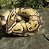 Royal Python
