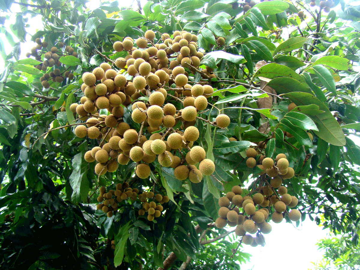 Bukit Anti Buah  bedare Buah  Lengkeng 