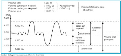 Hasil gambar untuk gambar volume pernapasan manusia