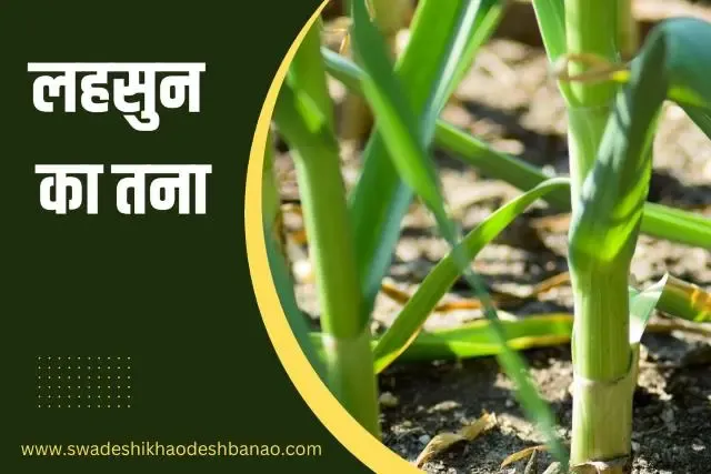 Information about garlic stalk in Hindi