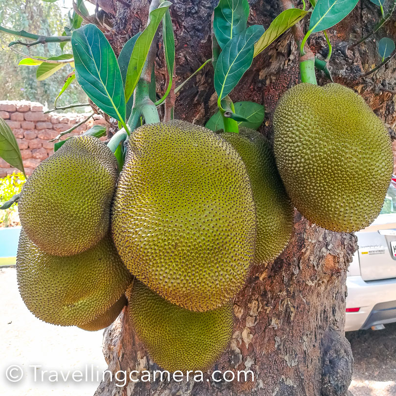 You find lot of jackfruit trees in Goa and even in various parts of south India. During this trip, we saw many of them.