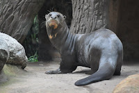 Resultado de imagen de nutria giganteamazonas