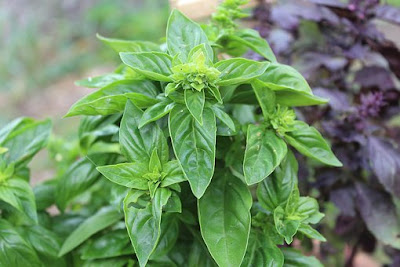 basil herb