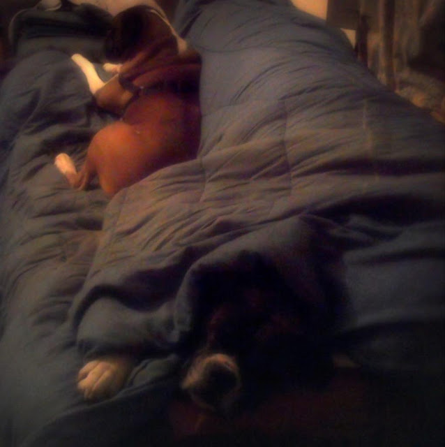 boxer dogs sleeping