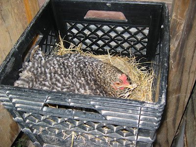 chicken coop. Here is a chicken coop,