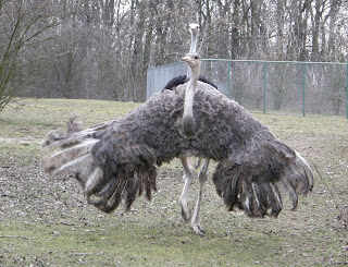 Ostriches