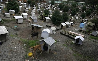 Kampung Unik untuk Anjing Liar di Brazil
