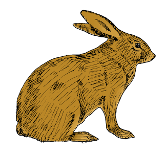 日々のイラスト 野うさぎのイラスト
