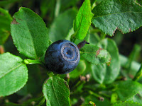 "Bilberry" by Ilena from Perth, Australia - Flickr: Bilberry. Licensed under Creative Commons Attribution-Share Alike 2.0 via Wikimedia Commons - http://commons.wikimedia.org/wiki/File:Bilberry.jpg#mediaviewer/File:Bilberry.jpg