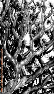 Ramas de drago - Drago branches