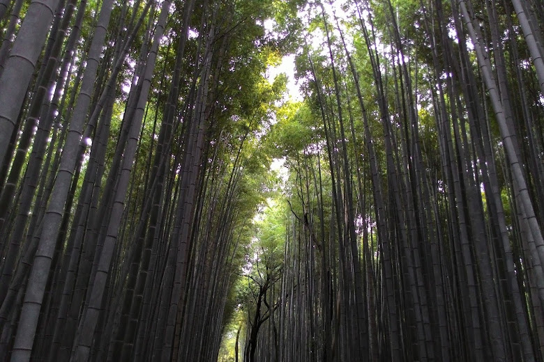 嵐山竹林