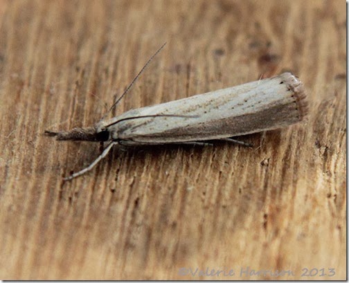 Agriphila-straminella