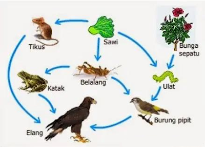 Aliran Energi di Ekosistem, Rantai Makanan, Jaring, Piramida, Jenis, Contoh, Gambar, Dinamika Populasi & Soal