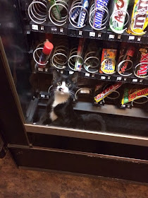 Funny cats - part 81 (40 pics + 10 gifs), cat pics, cat stuck in vending machine