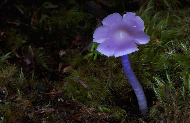 boletus