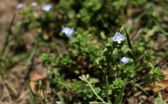 Veronica Persica Flowers Pictures