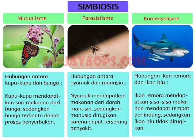 kunci jawaban tema 5 kelas 5 halaman 86