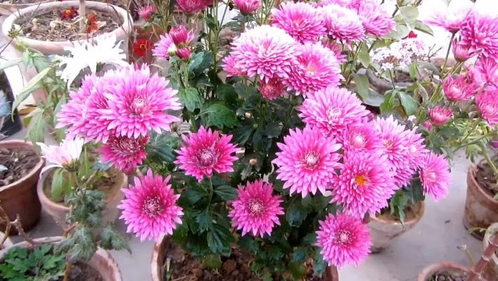 Chrysanthemum Flowers Images - Winter Flowers Images Download - Winter flowers - NeotericIT.com