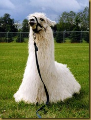 Llama