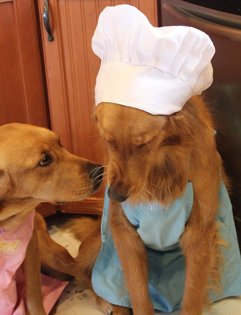 golden retriever dogs in apron baking cookies