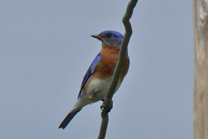 new york state bird bluebird. quot;If you#39;re from New York or