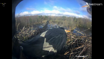 herons on nest