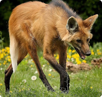 The Strangest and Rarest Animals in the World Seen On www.coolpicturegallery.net