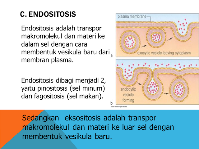 Endositosis
