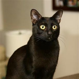 Picture Bombay Cat Breeds