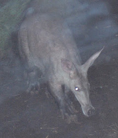aardvark