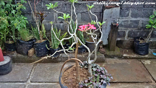 Tanman Bunga Adenium