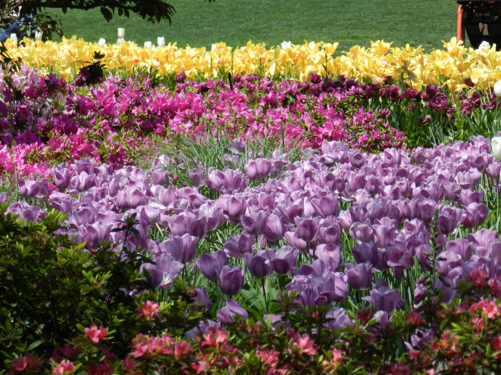 Backyard Tulip Garden