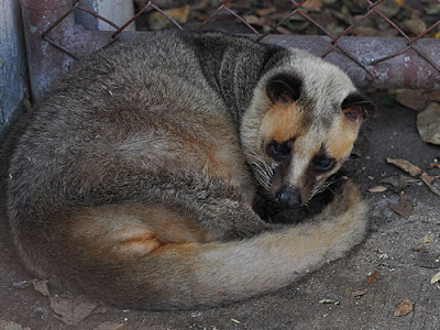 Jual Penyakit bisa membuat Musang Bulan Stress,  Harga Penyakit bisa membuat Musang Bulan Stress,  Toko Penyakit bisa membuat Musang Bulan Stress,  Diskon Penyakit bisa membuat Musang Bulan Stress,  Beli Penyakit bisa membuat Musang Bulan Stress,  Review Penyakit bisa membuat Musang Bulan Stress,  Promo Penyakit bisa membuat Musang Bulan Stress,  Spesifikasi Penyakit bisa membuat Musang Bulan Stress,  Penyakit bisa membuat Musang Bulan Stress Murah,  Penyakit bisa membuat Musang Bulan Stress Asli,  Penyakit bisa membuat Musang Bulan Stress Original,  Penyakit bisa membuat Musang Bulan Stress Jakarta,  Jenis Penyakit bisa membuat Musang Bulan Stress,  Budidaya Penyakit bisa membuat Musang Bulan Stress,  Peternak Penyakit bisa membuat Musang Bulan Stress,  Cara Merawat Penyakit bisa membuat Musang Bulan Stress,  Tips Merawat Penyakit bisa membuat Musang Bulan Stress,  Bagaimana cara merawat Penyakit bisa membuat Musang Bulan Stress,  Bagaimana mengobati Penyakit bisa membuat Musang Bulan Stress,  Ciri-Ciri Hamil Penyakit bisa membuat Musang Bulan Stress,  Kandang Penyakit bisa membuat Musang Bulan Stress,  Ternak Penyakit bisa membuat Musang Bulan Stress,  Makanan Penyakit bisa membuat Musang Bulan Stress,  Penyakit bisa membuat Musang Bulan Stress Termahal,  Adopsi Penyakit bisa membuat Musang Bulan Stress,  Jual Cepat Penyakit bisa membuat Musang Bulan Stress,  Penyakit bisa membuat Musang Bulan Stress  Jakarta,  Penyakit bisa membuat Musang Bulan Stress  Bandung,  Penyakit bisa membuat Musang Bulan Stress  Medan,  Penyakit bisa membuat Musang Bulan Stress  Bali,  Penyakit bisa membuat Musang Bulan Stress  Makassar,  Penyakit bisa membuat Musang Bulan Stress  Jambi,  Penyakit bisa membuat Musang Bulan Stress  Pekanbaru,  Penyakit bisa membuat Musang Bulan Stress  Palembang,  Penyakit bisa membuat Musang Bulan Stress  Sumatera,  Penyakit bisa membuat Musang Bulan Stress  Langsa,  Penyakit bisa membuat Musang Bulan Stress  Lhokseumawe,  Penyakit bisa membuat Musang Bulan Stress  Meulaboh,  Penyakit bisa membuat Musang Bulan Stress  Sabang,  Penyakit bisa membuat Musang Bulan Stress  Subulussalam,  Penyakit bisa membuat Musang Bulan Stress  Denpasar,  Penyakit bisa membuat Musang Bulan Stress  Pangkalpinang,  Penyakit bisa membuat Musang Bulan Stress  Cilegon,  Penyakit bisa membuat Musang Bulan Stress  Serang,  Penyakit bisa membuat Musang Bulan Stress  Tangerang Selatan,  Penyakit bisa membuat Musang Bulan Stress  Tangerang,  Penyakit bisa membuat Musang Bulan Stress  Bengkulu,  Penyakit bisa membuat Musang Bulan Stress  Gorontalo,  Penyakit bisa membuat Musang Bulan Stress  musang,  Penyakit bisa membuat Musang Bulan Stress  jual musang,  Penyakit bisa membuat Musang Bulan Stress  mustag,  Penyakit bisa membuat Musang Bulan Stress  mutang,  Penyakit bisa membuat Musang Bulan Stress  musang pandan untuk dijual,  Penyakit bisa membuat Musang Bulan Stress  jual musang pandan,  Penyakit bisa membuat Musang Bulan Stress  jual beli musang,  Penyakit bisa membuat Musang Bulan Stress  musang dijual,  Penyakit bisa membuat Musang Bulan Stress  jual musang murah,  Penyakit bisa membuat Musang Bulan Stress  jual anak musang,  Penyakit bisa membuat Musang Bulan Stress  jual musang rase,  Penyakit bisa membuat Musang Bulan Stress  jual beli musang pandan,  Penyakit bisa membuat Musang Bulan Stress  penjual musang pandan,  Penyakit bisa membuat Musang Bulan Stress  homestay gua musang,  Penyakit bisa membuat Musang Bulan Stress  hotel gua musang kelantan,  Penyakit bisa membuat Musang Bulan Stress  musang king durian,  Penyakit bisa membuat Musang Bulan Stress  hotel gua,  Penyakit bisa membuat Musang Bulan Stress  nirwana,  Penyakit bisa membuat Musang Bulan Stress  bintang bintang,  Penyakit bisa membuat Musang Bulan Stress  las mañanitas,  Penyakit bisa membuat Musang Bulan Stress  beli musang,  Penyakit bisa membuat Musang Bulan Stress  gambar serangga,  Penyakit bisa membuat Musang Bulan Stress  tinkus,  Penyakit bisa membuat Musang Bulan Stress  jenis musang,  Penyakit bisa membuat Musang Bulan Stress  harimau putih,  Penyakit bisa membuat Musang Bulan Stress  musang king,  Penyakit bisa membuat Musang Bulan Stress  jenis musang peliharaan,  Penyakit bisa membuat Musang Bulan Stress  jual anak musang pandan,  Penyakit bisa membuat Musang Bulan Stress  jenis jenis musang,  Penyakit bisa membuat Musang Bulan Stress  musang tanah,  Penyakit bisa membuat Musang Bulan Stress  gua musang,  Penyakit bisa membuat Musang Bulan Stress  binatang musang,  Penyakit bisa membuat Musang Bulan Stress  hotel gua musang,  Penyakit bisa membuat Musang Bulan Stress  gua musang hotel,  Penyakit bisa membuat Musang Bulan Stress  permainan rumah,  Penyakit bisa membuat Musang Bulan Stress  hotel di gua musang,  Penyakit bisa membuat Musang Bulan Stress  kani,  Penyakit bisa membuat Musang Bulan Stress  durian musang king,  Penyakit bisa membuat Musang Bulan Stress  jual musang jinak,  Penyakit bisa membuat Musang Bulan Stress  hotel in gua musang,  Penyakit bisa membuat Musang Bulan Stress  lampu hijau,  Penyakit bisa membuat Musang Bulan Stress  hotel in gua musang kelantan,  Penyakit bisa membuat Musang Bulan Stress  sorak,  Penyakit bisa membuat Musang Bulan Stress  d24,  Penyakit bisa membuat Musang Bulan Stress  musang in english,  Penyakit bisa membuat Musang Bulan Stress  wikipedia,  Penyakit bisa membuat Musang Bulan Stress  kesedar,  Penyakit bisa membuat Musang Bulan Stress  gua musang kelantan,  Penyakit bisa membuat Musang Bulan Stress  durian king,  Penyakit bisa membuat Musang Bulan Stress  bandar utama gua musang,  Penyakit bisa membuat Musang Bulan Stress  impiana inn hotel gua musang,  Penyakit bisa membuat Musang Bulan Stress  hotel di gua musang kelantan,  Penyakit bisa membuat Musang Bulan Stress  lagu sentimental,  Penyakit bisa membuat Musang Bulan Stress  kesedar gua musang,  Penyakit bisa membuat Musang Bulan Stress  gambar rebana,  Penyakit bisa membuat Musang Bulan Stress  impiana inn gua musang,  Penyakit bisa membuat Musang Bulan Stress  kerja kosong di gua musang,  Penyakit bisa membuat Musang Bulan Stress  homestay di gua musang,  Penyakit bisa membuat Musang Bulan Stress  angsa emas,  Penyakit bisa membuat Musang Bulan Stress  gua musang map,  Penyakit bisa membuat Musang Bulan Stress  musang binturong,  Penyakit bisa membuat Musang Bulan Stress  gua musang homestay,  Penyakit bisa membuat Musang Bulan Stress  gua musang malaysia,  Penyakit bisa membuat Musang Bulan Stress  hotel fully inn gua musang,  Penyakit bisa membuat Musang Bulan Stress  melakukan,  Penyakit bisa membuat Musang Bulan Stress  singa singa,  Penyakit bisa membuat Musang Bulan Stress  mdgm,  Penyakit bisa membuat Musang Bulan Stress  jenis musang pandan,  Penyakit bisa membuat Musang Bulan Stress  hotel bajet gua musang,  Penyakit bisa membuat Musang Bulan Stress  fully inn hotel gua musang,  Penyakit bisa membuat Musang Bulan Stress  musang king durian price,  Penyakit bisa membuat Musang Bulan Stress  bandar gua musang,  Penyakit bisa membuat Musang Bulan Stress  majlis daerah gua musang,  Penyakit bisa membuat Musang Bulan Stress  2014 mustang,  Penyakit bisa membuat Musang Bulan Stress  kelantan gov my,  Penyakit bisa membuat Musang Bulan Stress  ramah tamah,  Penyakit bisa membuat Musang Bulan Stress  jawatan kosong di gua musang,  Penyakit bisa membuat Musang Bulan Stress  jual musang pandan jinak,  Penyakit bisa membuat Musang Bulan Stress  gua musang to cameron highlands,  Penyakit bisa membuat Musang Bulan Stress  di gua,  Penyakit bisa membuat Musang Bulan Stress  musang 2014,  Penyakit bisa membuat Musang Bulan Stress  sejarah gua musang,  Penyakit bisa membuat Musang Bulan Stress  jawatan kosong gua musang 2014,  Penyakit bisa membuat Musang Bulan Stress  peta gua musang,  Penyakit bisa membuat Musang Bulan Stress  ppd gua musang,  Penyakit bisa membuat Musang Bulan Stress  goa inn hotel,  Penyakit bisa membuat Musang Bulan Stress  rumah musang,  Penyakit bisa membuat Musang Bulan Stress  waktu solat gua musang,  Penyakit bisa membuat Musang Bulan Stress  memelihara musang,  Penyakit bisa membuat Musang Bulan Stress  harga kandang musang,  Penyakit bisa membuat Musang Bulan Stress  malaysia gua musang,  Penyakit bisa membuat Musang Bulan Stress  jenis jenis musang pandan,  Penyakit bisa membuat Musang Bulan Stress  buah durian musang king,  Penyakit bisa membuat Musang Bulan Stress  gua musang weather,  Penyakit bisa membuat Musang Bulan Stress  ternak musang pandan,  Penyakit bisa membuat Musang Bulan Stress  gua musang kelantan malaysia,  Penyakit bisa membuat Musang Bulan Stress  bank rakyat gua musang,  Penyakit bisa membuat Musang Bulan Stress  majlis daerah gua musang jawatan kosong,  Penyakit bisa membuat Musang Bulan Stress  gua di malaysia,  Penyakit bisa membuat Musang Bulan Stress  jalan gua musang cameron highlands,  Penyakit bisa membuat Musang Bulan Stress  gua malaysia,  Penyakit bisa membuat Musang Bulan Stress  gua musang attraction,  Penyakit bisa membuat Musang Bulan Stress  musang malaysia,  Penyakit bisa membuat Musang Bulan Stress  bandar baru gua musang,  Penyakit bisa membuat Musang Bulan Stress  portal gua,  Penyakit bisa membuat Musang Bulan Stress  durian musang king malaysia,  Penyakit bisa membuat Musang Bulan Stress  musang king price,  Penyakit bisa membuat Musang Bulan Stress  peta daerah gua musang,  Penyakit bisa membuat Musang Bulan Stress  bandar gua musang kelantan,  Penyakit bisa membuat Musang Bulan Stress  musang animal,  Penyakit bisa membuat Musang Bulan Stress  felda gua musang,  Penyakit bisa membuat Musang Bulan Stress  gua musang to kota bharu,  Penyakit bisa membuat Musang Bulan Stress  pejabat tanah gua musang,  Penyakit bisa membuat Musang Bulan Stress  jalan gua musang,  Penyakit bisa membuat Musang Bulan Stress  maybank gua musang,  Penyakit bisa membuat Musang Bulan Stress  cimb gua musang,  Penyakit bisa membuat Musang Bulan Stress  musangking,  Penyakit bisa membuat Musang Bulan Stress  kelantan gua musang,  Penyakit bisa membuat Musang Bulan Stress  weather gua musang,  Penyakit bisa membuat Musang Bulan Stress  ikan di sungai,  Penyakit bisa membuat Musang Bulan Stress  hentian gua musang,  Penyakit bisa membuat Musang Bulan Stress  gambar gua musang,  Penyakit bisa membuat Musang Bulan Stress  stesen keretapi gua musang,  Penyakit bisa membuat Musang Bulan Stress  public bank gua musang,  Penyakit bisa membuat Musang Bulan Stress  durian musang,  Penyakit bisa membuat Musang Bulan Stress  musang durian,  Penyakit bisa membuat Musang Bulan Stress  gua,  Penyakit bisa membuat Musang Bulan Stress  ktm gua musang,  Penyakit bisa membuat Musang Bulan Stress  jalan kuala lipis gua musang,  Penyakit bisa membuat Musang Bulan Stress  gua gua di malaysia,  Penyakit bisa membuat Musang Bulan Stress  stesen bas gua musang,  Penyakit bisa membuat Musang Bulan Stress  musang indonesia,  Penyakit bisa membuat Musang Bulan Stress  pejabat tanah dan jajahan gua musang,  Penyakit bisa membuat Musang Bulan Stress  duren musang king,  Penyakit bisa membuat Musang Bulan Stress  jajahan gua musang,  Penyakit bisa membuat Musang Bulan Stress  musang king durian kuala lumpur,  Penyakit bisa membuat Musang Bulan Stress  musang image,  Penyakit bisa membuat Musang Bulan Stress  gua musang durian,  Penyakit bisa membuat Musang Bulan Stress  musang english,  Penyakit bisa membuat Musang Bulan Stress  ppd gua musang kelantan,  Penyakit bisa membuat Musang Bulan Stress  what is musang in english,  Penyakit bisa membuat Musang Bulan Stress  king durian,  Penyakit bisa membuat Musang Bulan Stress  bas ke gua musang,  Penyakit bisa membuat Musang Bulan Stress  pee wee gaskins foto,  Penyakit bisa membuat Musang Bulan Stress  pejabat pelajaran daerah gua musang,  Penyakit bisa membuat Musang Bulan Stress  kuala lumpur to gua musang,  Penyakit bisa membuat Musang Bulan Stress  gua train,  Penyakit bisa membuat Musang Bulan Stress  gua musang weather forecast,  Penyakit bisa membuat Musang Bulan Stress  mu sang,  Penyakit bisa membuat Musang Bulan Stress  gua weather,  Penyakit bisa membuat Musang Bulan Stress  duren musangking,  Penyakit bisa membuat Musang Bulan Stress  gua musang formation,  Penyakit bisa membuat Musang Bulan Stress  majlis perbandaran gua musang,  Penyakit bisa membuat Musang Bulan Stress  photo musang,  Penyakit bisa membuat Musang Bulan Stress  king of king durian,  Penyakit bisa membuat Musang Bulan Stress  jenis musang di malaysia,  Penyakit bisa membuat Musang Bulan Stress  my gua,  Penyakit bisa membuat Musang Bulan Stress  image musang,  Penyakit bisa membuat Musang Bulan Stress  gua di kelantan,  Penyakit bisa membuat Musang Bulan Stress  gua baru, 