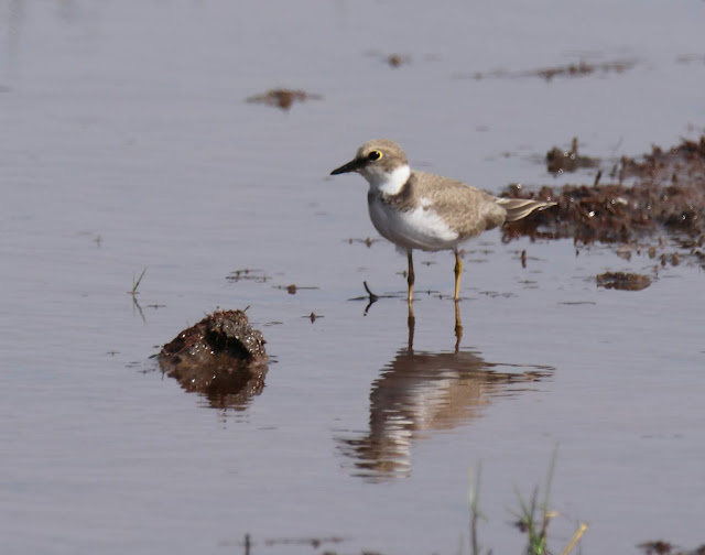 Chorlitejo chico (Charadrius dubius)