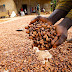 CFAN Seeks Establishment Of Cocoa Estates, Prohibition Of Beans Export