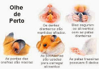 hamsters doenças