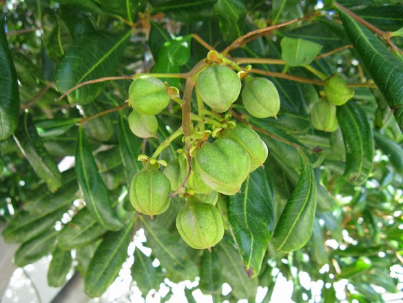 Carrotwood Tree Fruit Edible - PlantFiles Pictures: Cupania, Carrotwood, Brush Deal ... / Form what are called drupes.